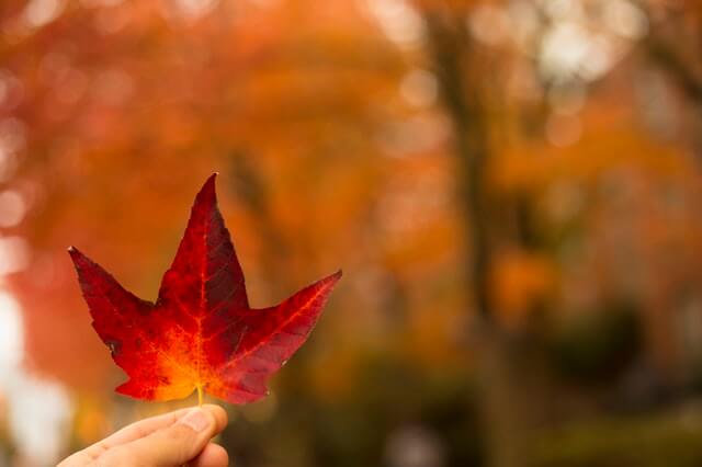 Leaf Candle