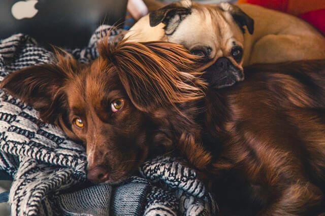 dogs laying down